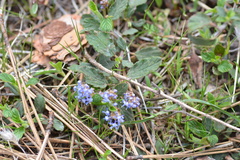 Ceanothus diversifolius