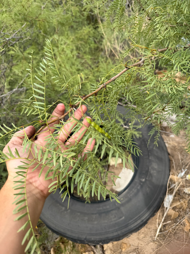 honey mesquite