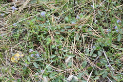 Ceanothus diversifolius
