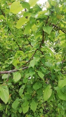Prunus cerasifera