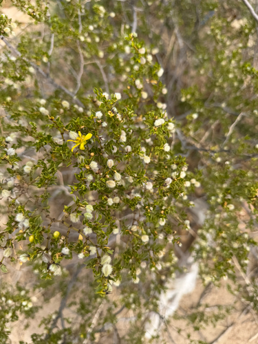 Creosote Bush