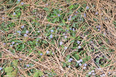 Ceanothus diversifolius