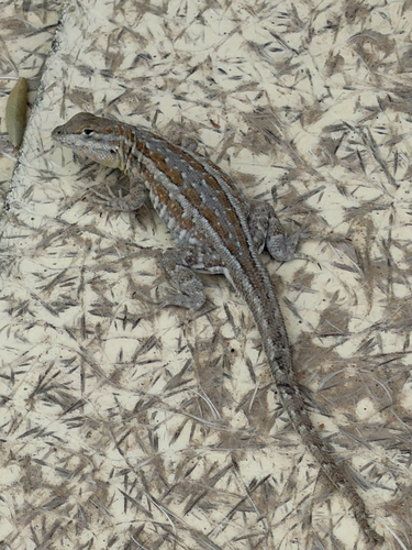 Eastern Side-blotched Lizard