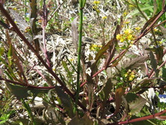 Rorippa palustris