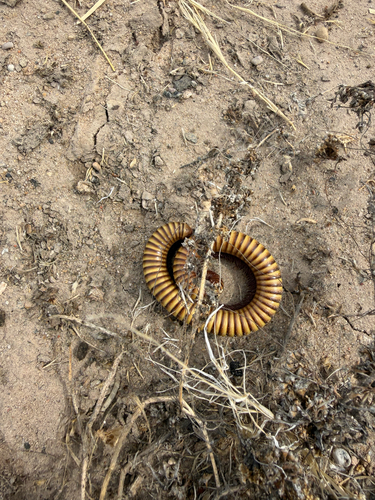 Desert Millipede