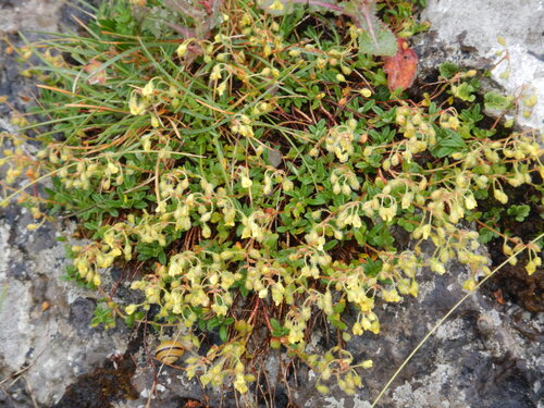 Helianthemum oelandicum, photograph 6