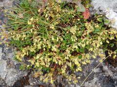 Helianthemum oelandicum, photograph author not stated, no rights reserved