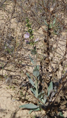 Penstemon buckleyi