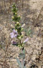 Penstemon buckleyi