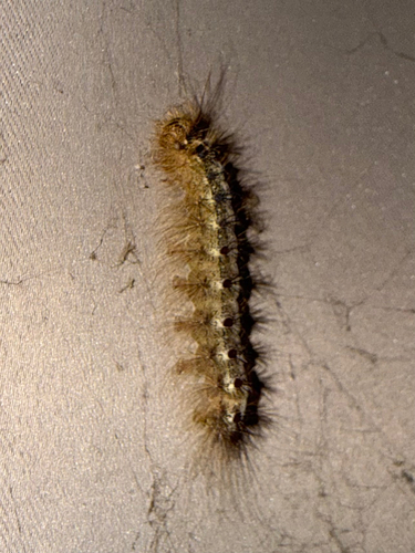 Spongy Moth
