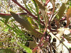 Rorippa palustris
