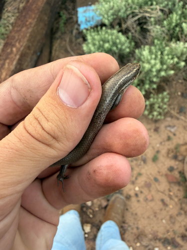 Four-lined Skink