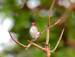 Coryphospingus pileatus