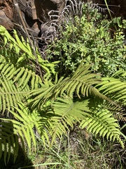 Christella gueintziana