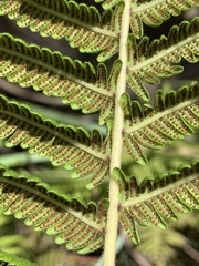 Christella gueintziana