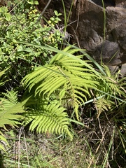 Christella gueintziana