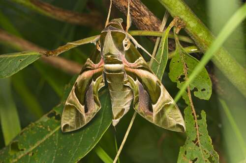 Oleander Hawkmoth