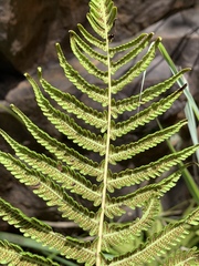 Christella gueintziana