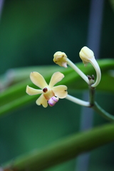 Vanda testacea