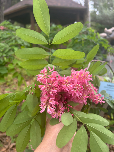 Robinia ×margaretta iNat (3)