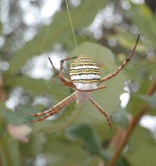 Argiope magnifica