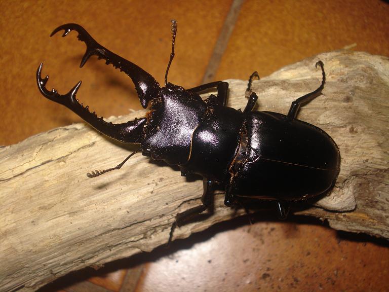 Giraffe Stag Beetle (Prosopocoilus giraffa) · iNaturalist