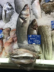 Coregonus muksun