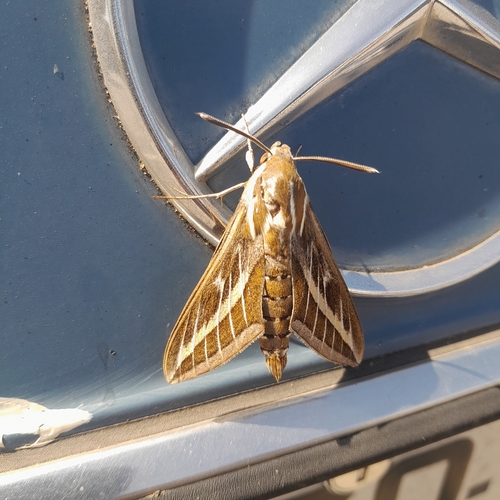 Striped Hawkmoth