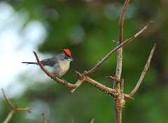 Coryphospingus pileatus