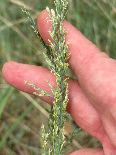 Poa fendleriana observed 2026-06-08
