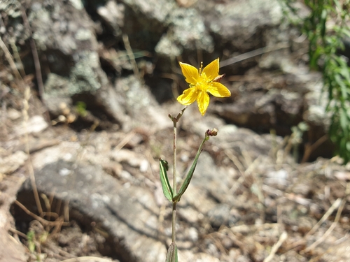 Hypericum linariifolium, photograph 2