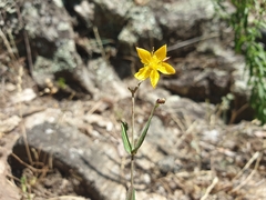 Hypericum linariifolium, photograph (c) Clément Maouche, some rights reserved (CC BY)