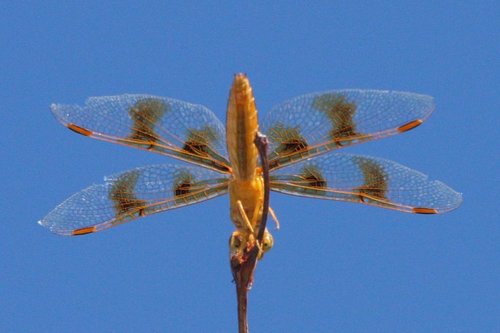Mexican Amberwing