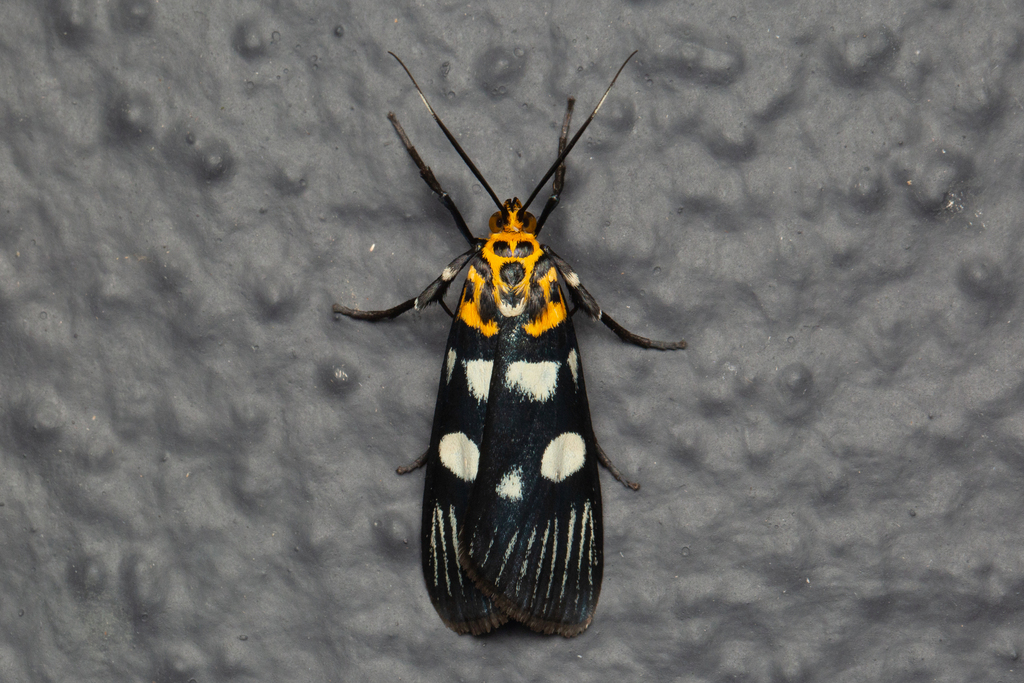 Vitessa plumosa