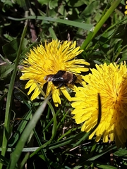 Andrena carlini