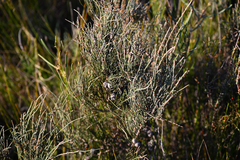 Allocasuarina paludosa, photograph (c) Bryce Watts-Parker, some rights reserved (CC BY)