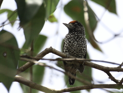 Picumnus albosquamatus