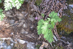 Dicentra formosa