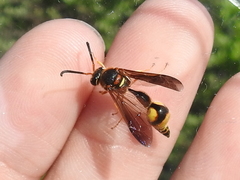 Eumenes bollii