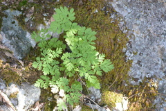 Dicentra formosa