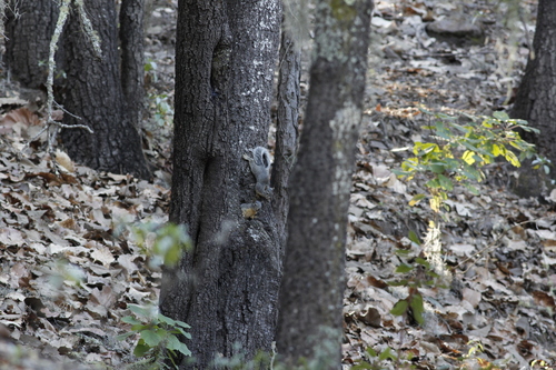 Peters's Squirrel