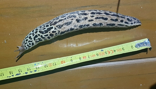 Leopard Slug