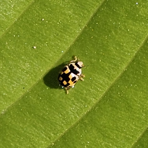 Fourteen-spotted Lady Beetle