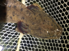 Necturus maculosus
