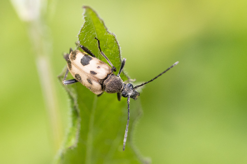 speckled longhorn beetle
