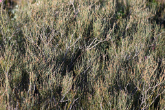 Allocasuarina paludosa, photograph (c) Bryce Watts-Parker, some rights reserved (CC BY)