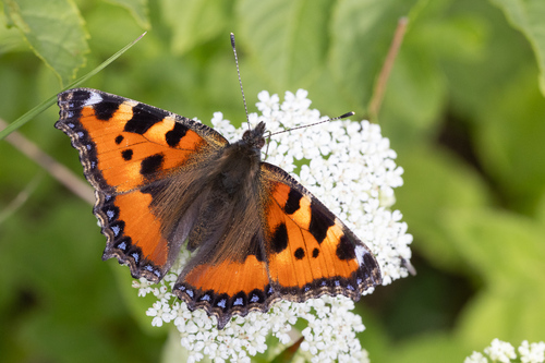 Small Tortoiseshell