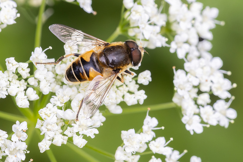 Orange-spined Drone Fly