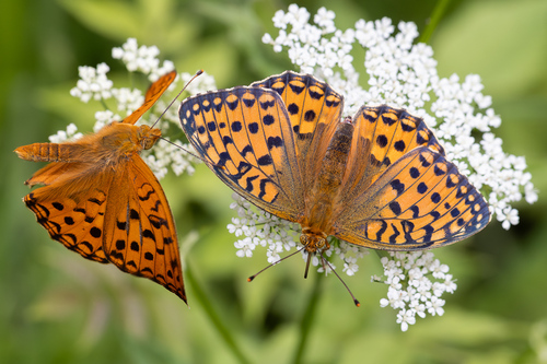 Dark Green Fritillary