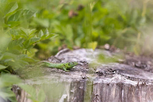 Sand Lizard